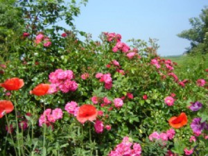 tuin 2