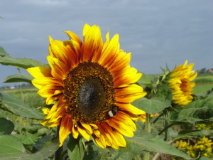 zonnebloem